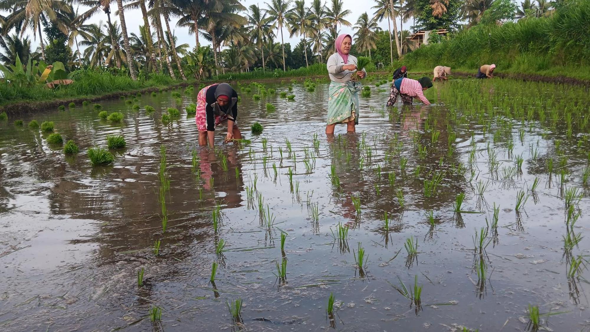 Dira Bungalows Tetebatu Luaran gambar
