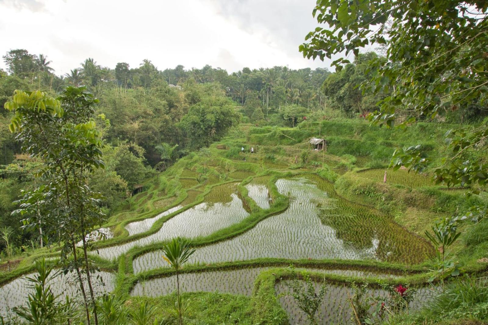 Dira Bungalows Tetebatu Luaran gambar
